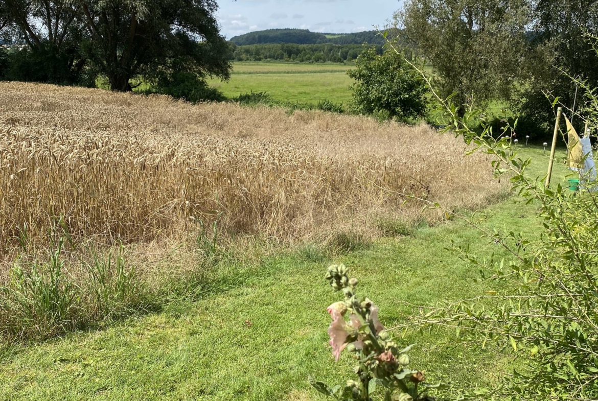 Kornfeld_am_Grundstück