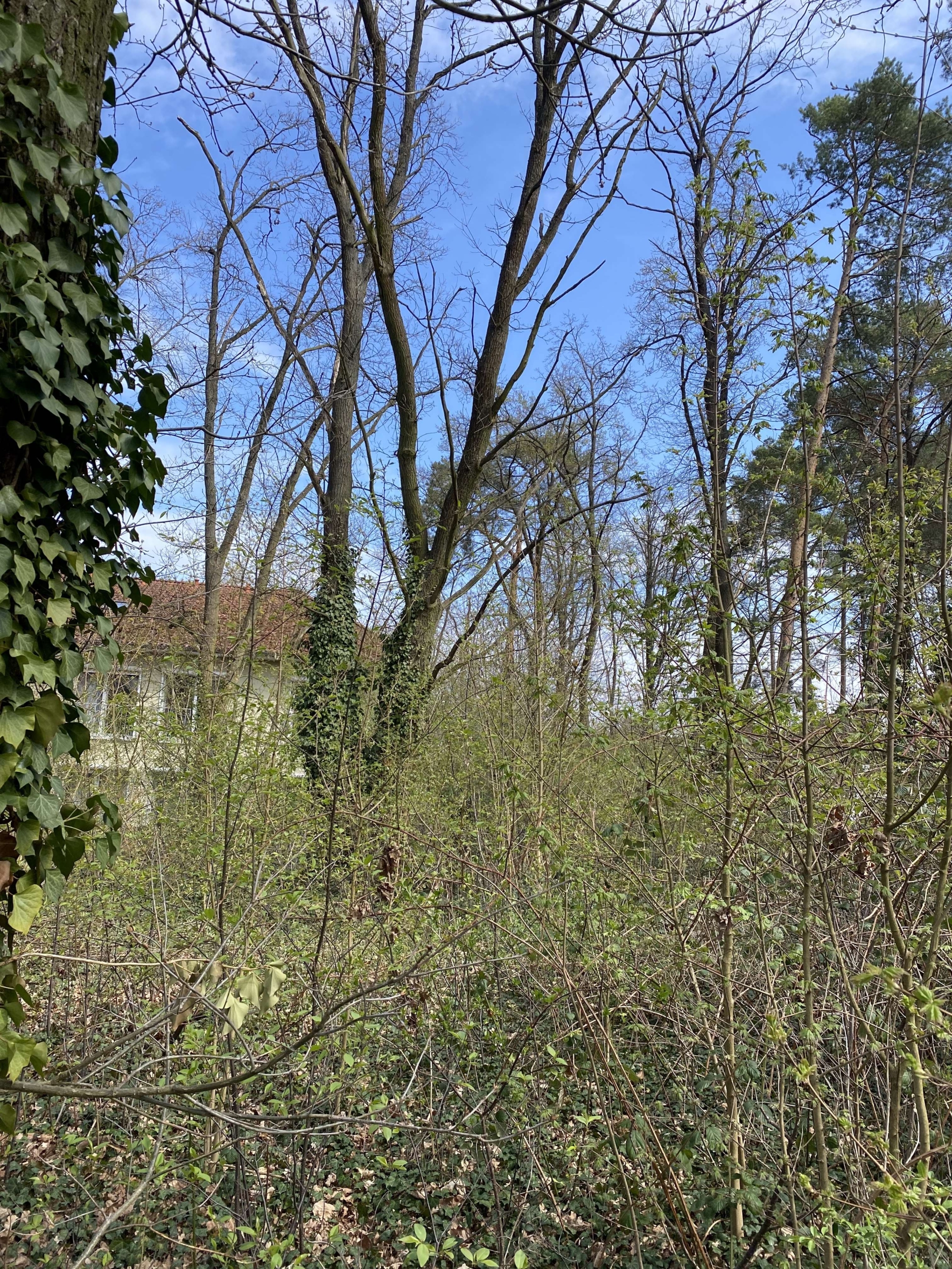 Schulzendorf_Blick_zum_rechten