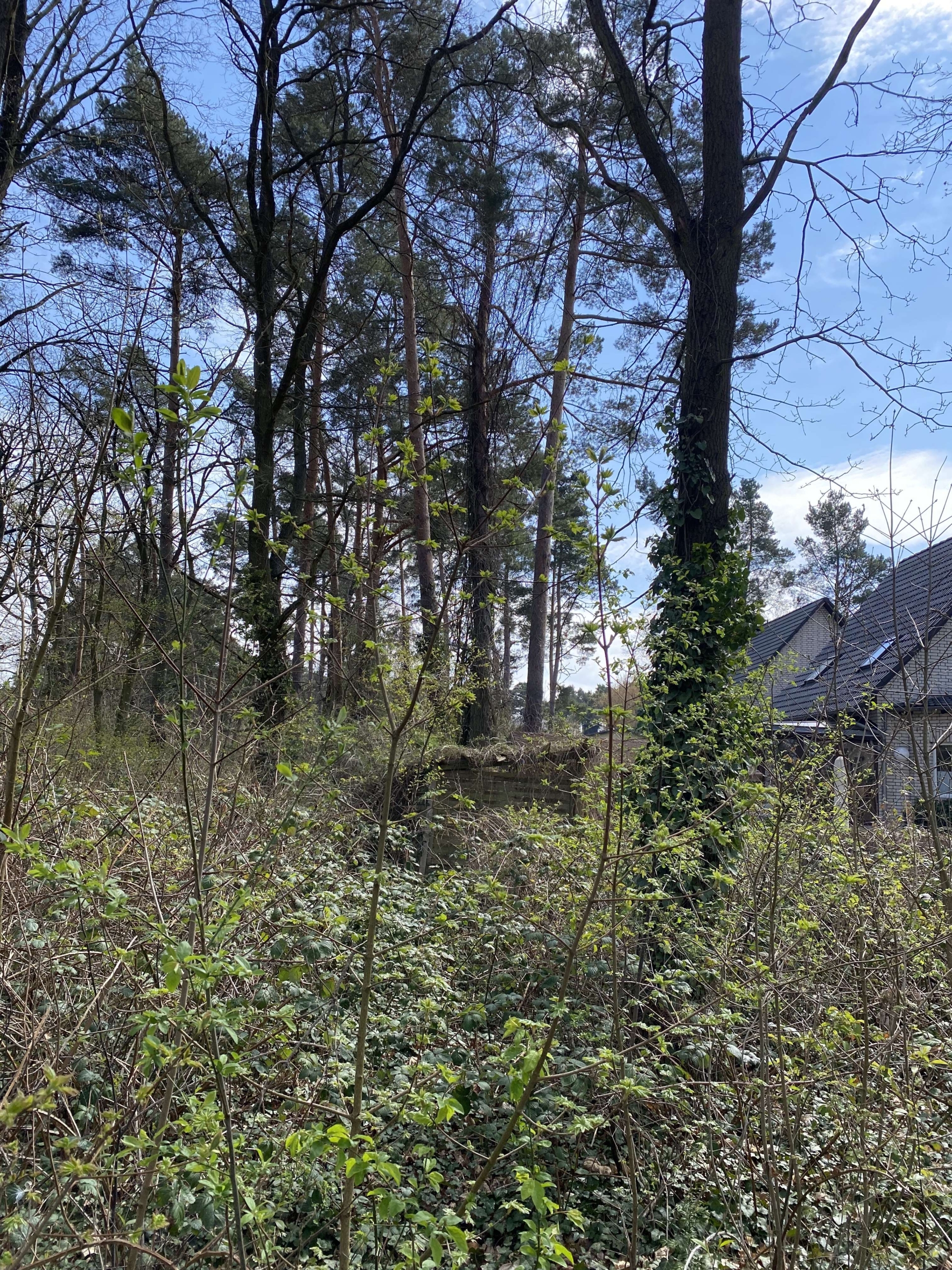 Schulzendorf_Blick_rechte_Grun